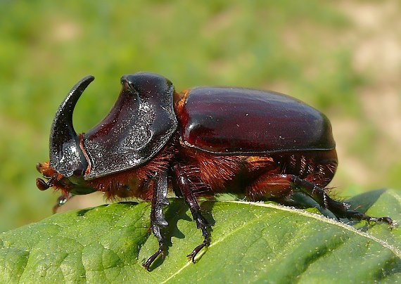 scarabeo rinoceronte
